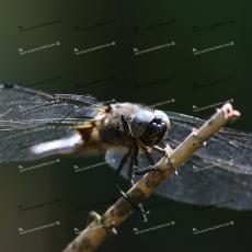 libellula-nera_3790