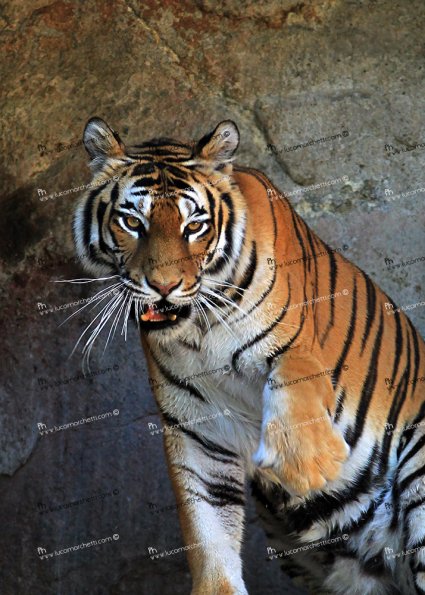 Tigre_Siberiana_0941