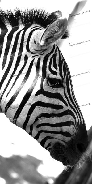 Zebra_1212