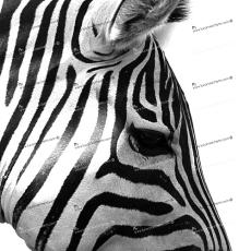 Zebra_1212